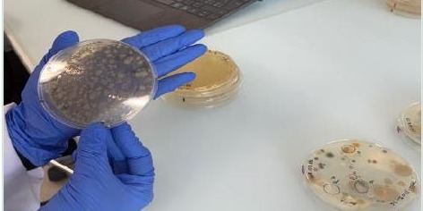Laboratory technician in nitrile gloves holding a culture plate of oil-degrading bacteria