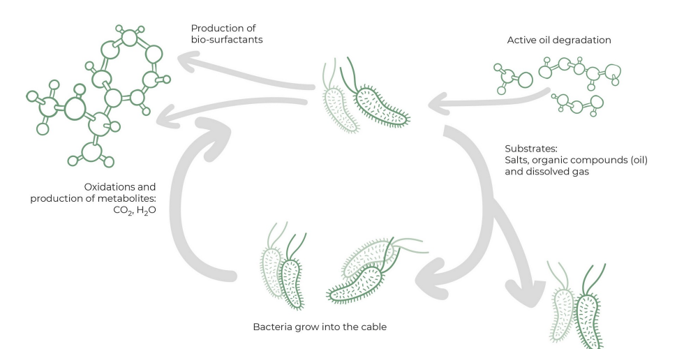 Diagram of the hydrocarbon biodegradation cycle: active oil degradation, substrates of salts, organic compounds and dissolved gas, production of bio-surfactants, oxidation into CO2 and water, and bacteria growing into the cable